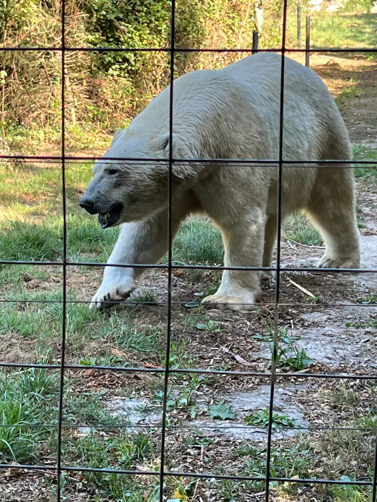 un ours blanc derrière une clôture métallique dans un enclos avec de la végétation