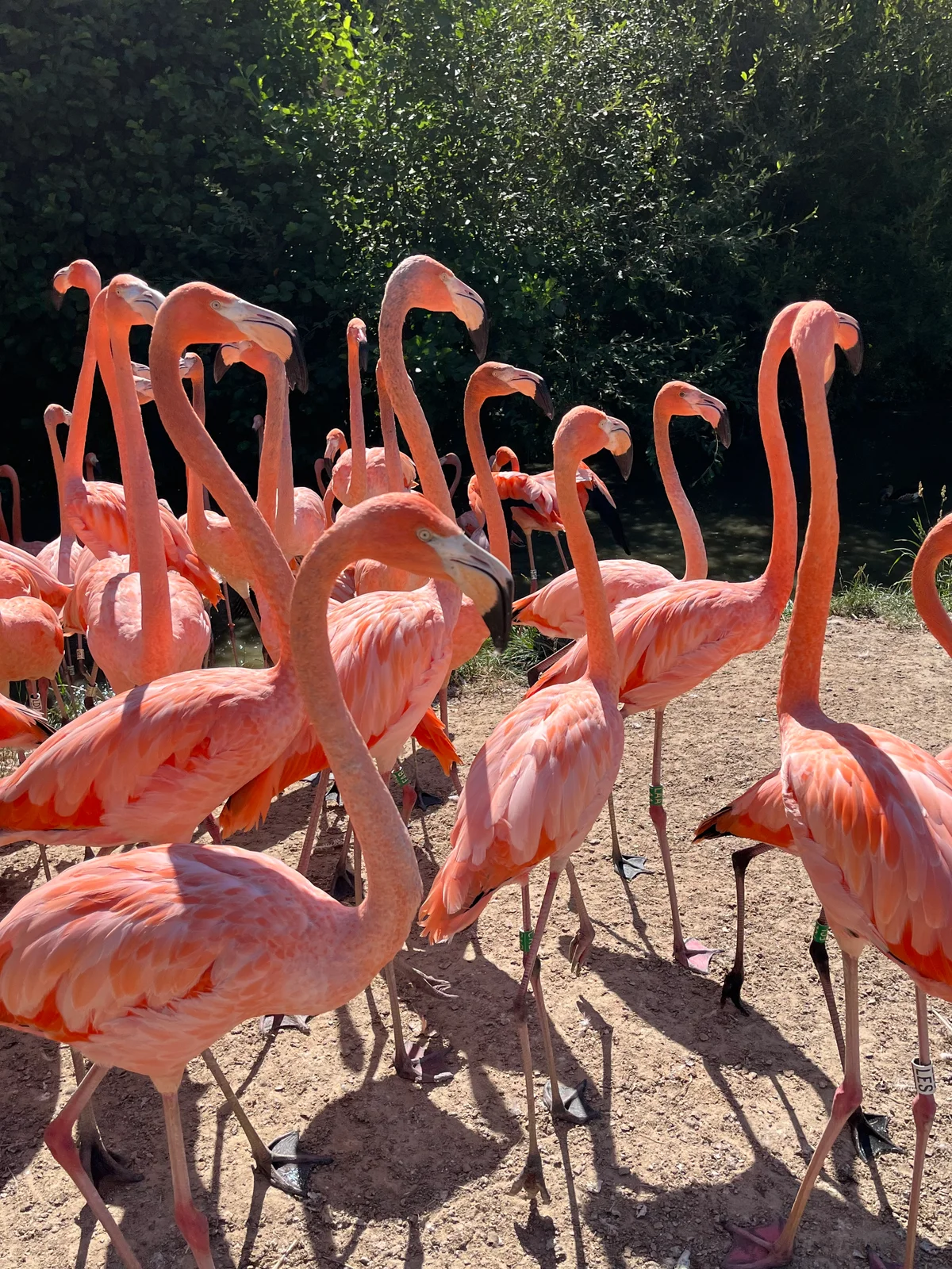 un groupe de flamants roses se tiennent debout sur le sol avec de la végétation en arrière-plan