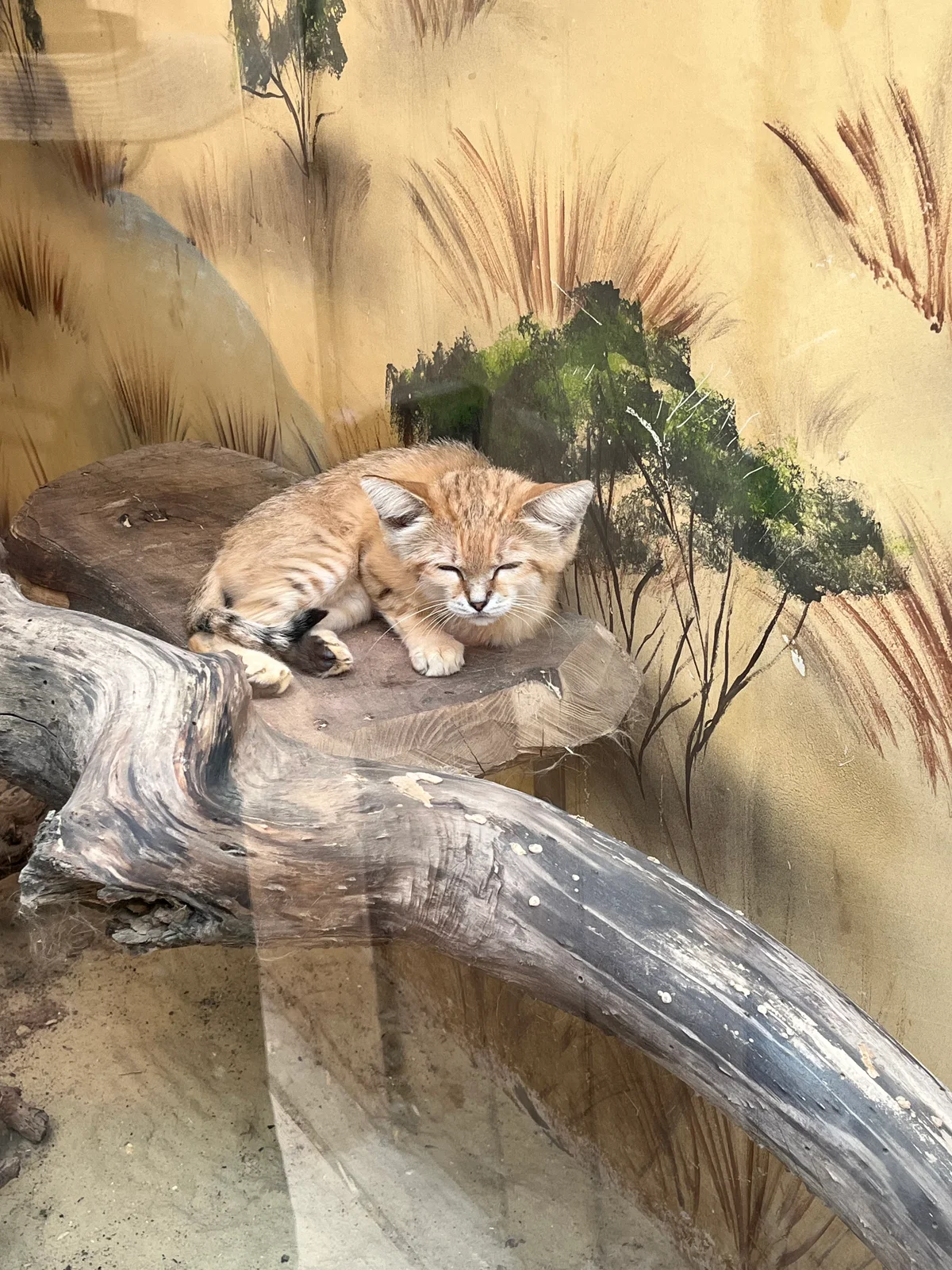 un chat des sables allongé sur une pierre dans un environnement désertique avec de la végétation sèche