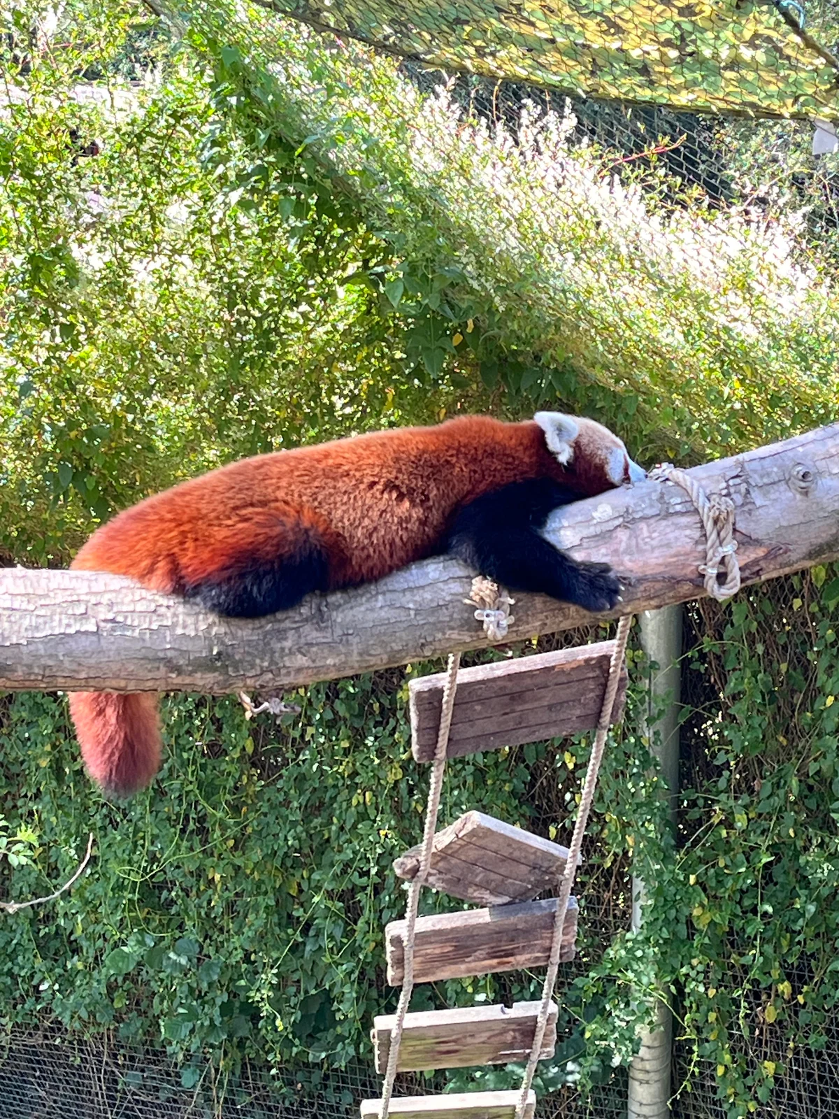 un panda roux endormi sur une branche en bois avec du feuillage vert en arrière-plan