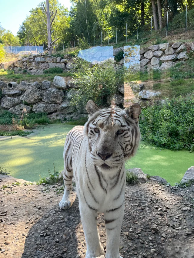 un tigre blanc marche vers la caméra dans un enclos avec des rochers et de l'eau stagnante