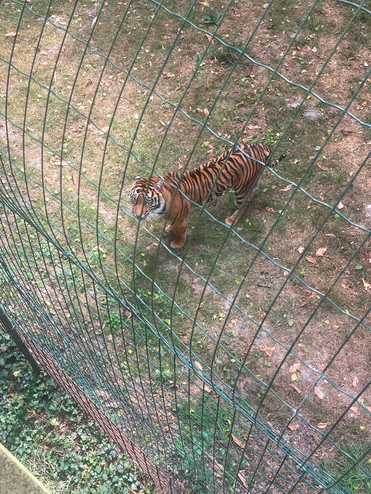 tigre de sumatra derrière une clôture grillagée verte dans un enclos avec du sol en terre et de la végétation